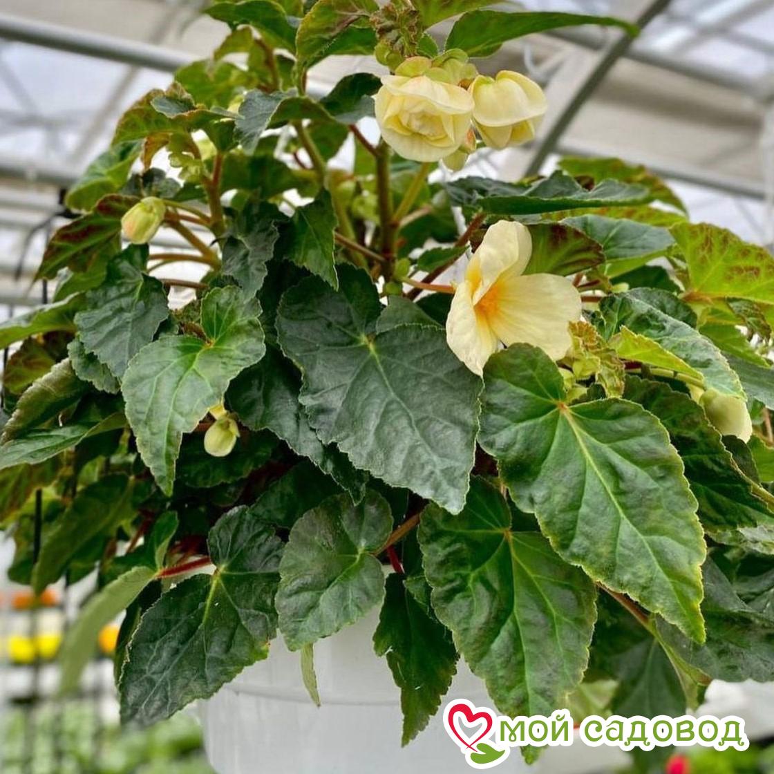 Бегония Беллекония Шардоне