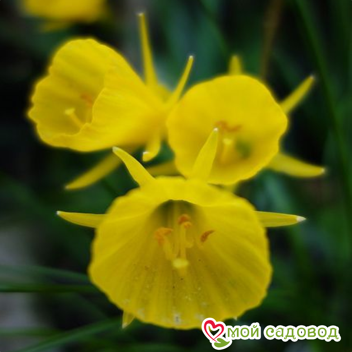 Нарцисс Голден Виспер