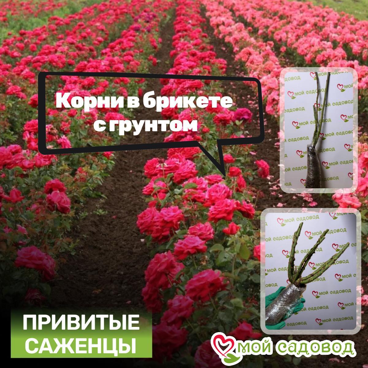 Роза пионовидная Плам Скай